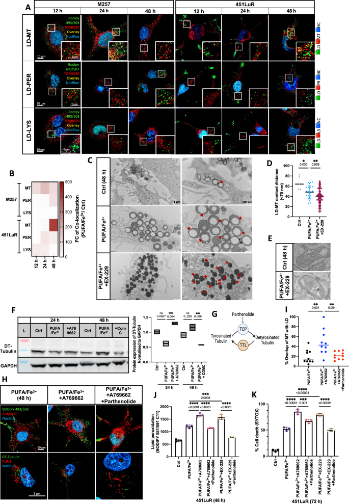 Fig. 4: Activated AMPK enhances LD-MT proximity by promoting polymerization of detyrosinated tubulin.
