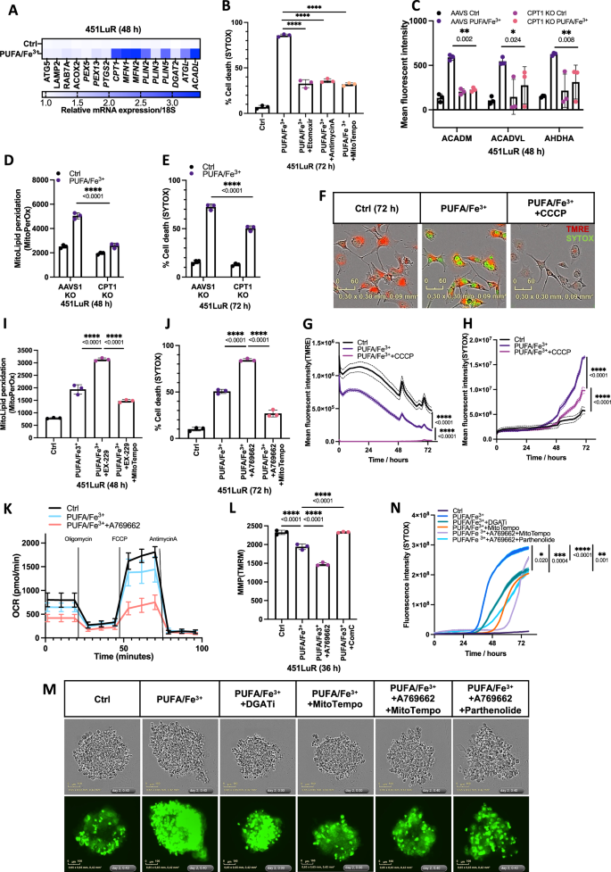 Fig. 5: Mitochondrial involvement in PUFA-induced ferroptosis.