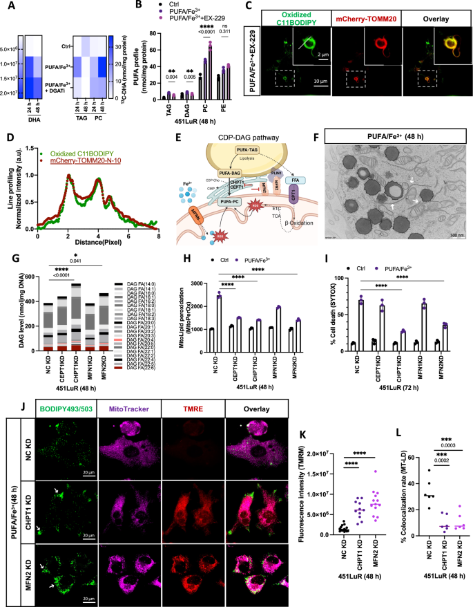 Fig. 6: Peroxidation of PUFA-PC in the mitochondrial membrane contact site with LD and ER.