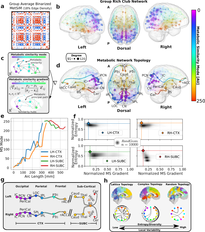 Fig. 4: Metabolic principal paths.