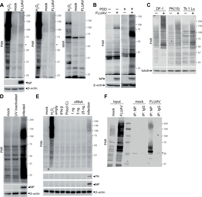 Fig. 1: Anti-viral activity of PARPs and virus-induced ADP-ribosylation.