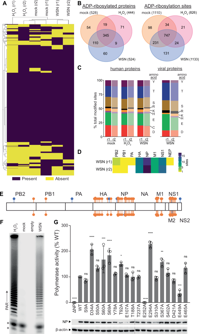 Fig. 2: Identification of ADP-ribosylation sites on viral and host proteins.