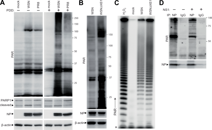 Fig. 3: Induction of ADP-ribosylation differs across closely related strains of influenza A virus.