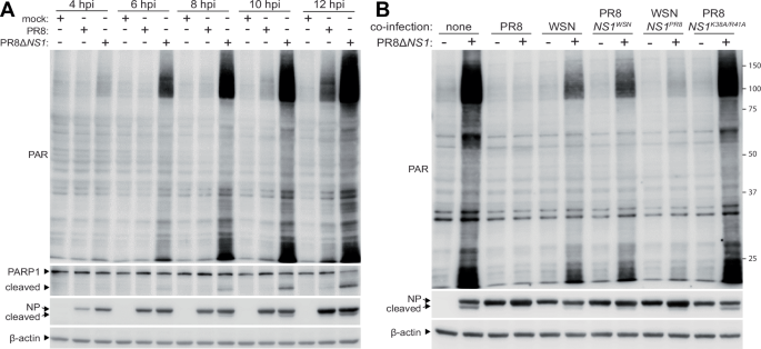 Fig. 4: Influenza A virus NS1 tempers ADP-ribosylation by the host.