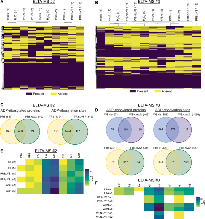 Fig. 5: ADP-ribosylation in the absence of NS1.