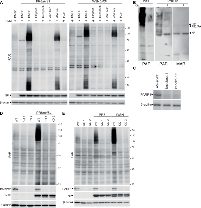 Fig. 6: PARP1 regulates PARylation during influenza A virus infection.