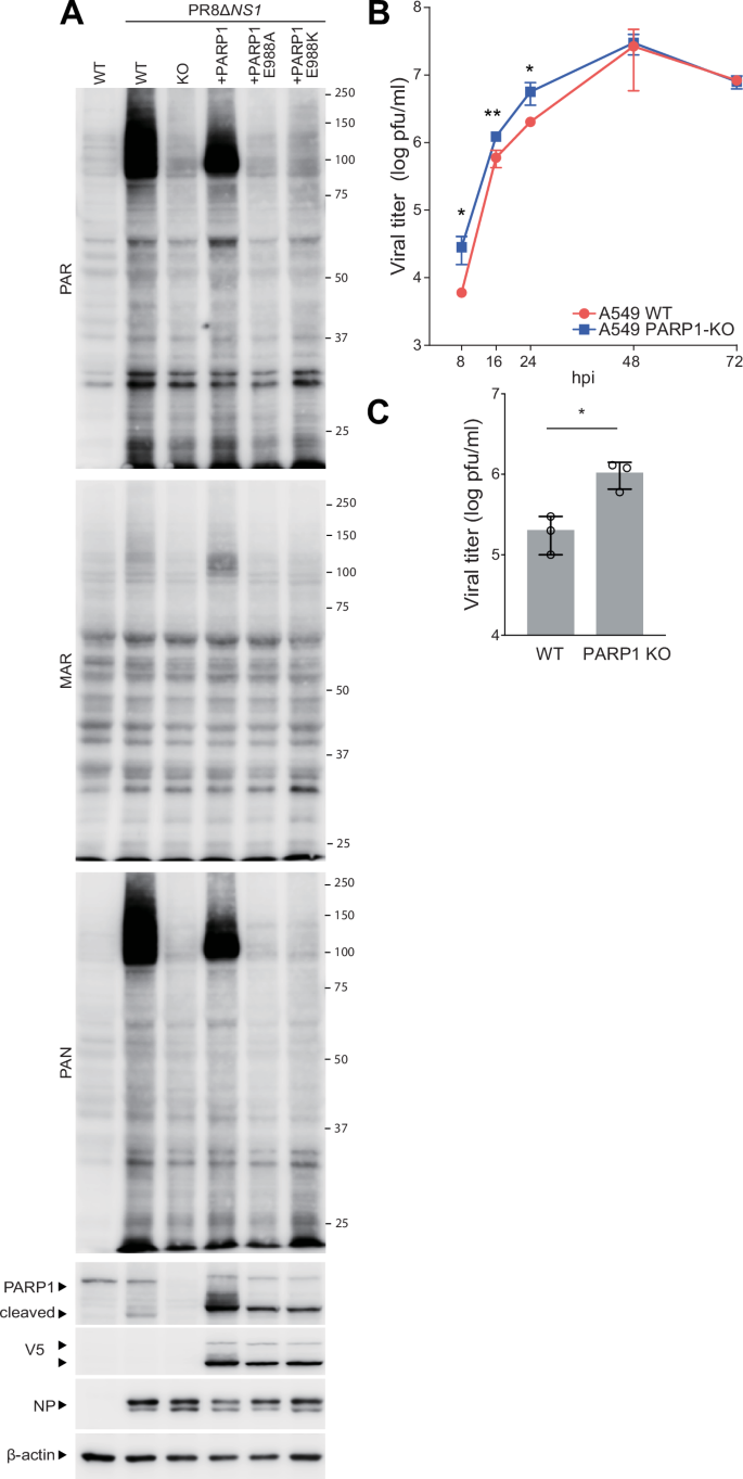 Fig. 7: PARP1-mediated ADP-ribosylation suppresses influenza A virus replication.