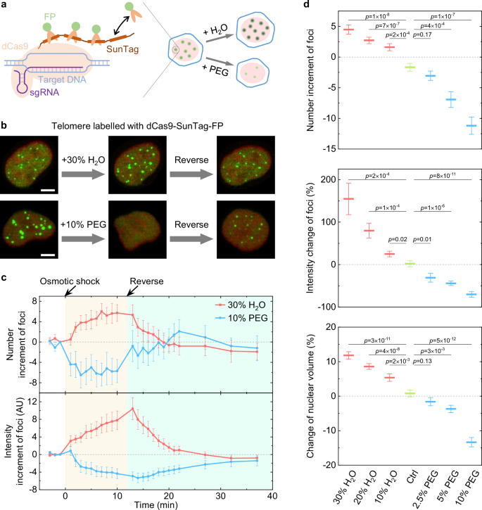 Fig. 1: Osmotic pressure regulates fluorescent labelling of telomeres with dCas9-SunTag system.