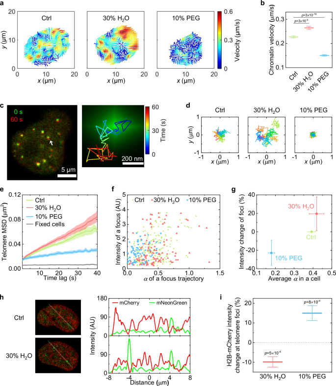 Fig. 3: Osmotic pressure modulates intranuclear dynamics and crowding.