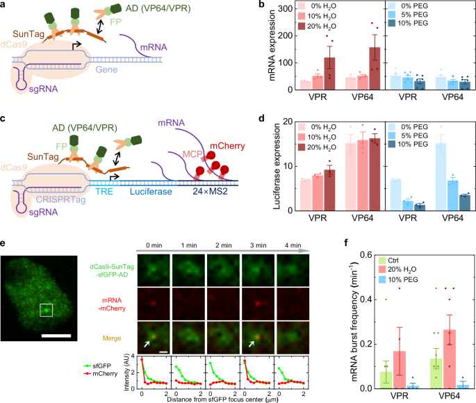 Fig. 4: Osmotic pressure regulates transcription of target genes with dCas9-SunTag system.