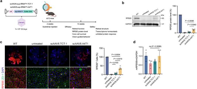 Fig. 2: scAAV8.A4T1 treatment restores expression of RPE65 protein in rd12 mice.