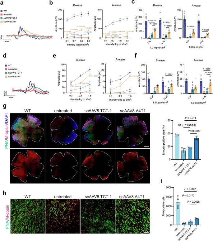 Fig. 3: scAAV8.A4T1 treatment sustains retinal function and protects cone photoreceptors in rd12 mice.