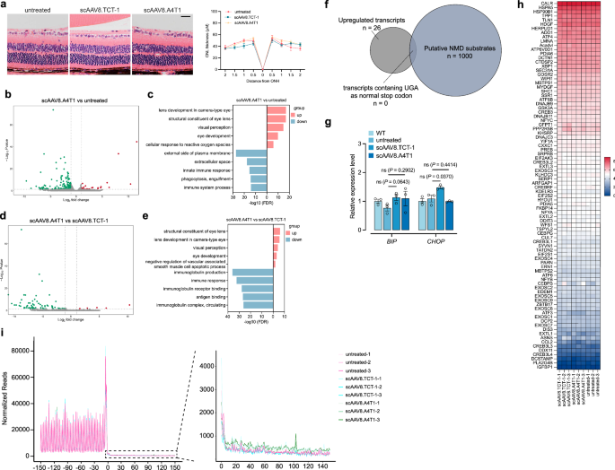 Fig. 5: No gross or transcriptomic toxicity was observed in rd12 mice treated with scAAV8.sup-tRNAArg.