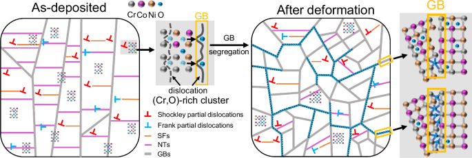 Fig. 6: Schematic diagram illustrating the oxygen redistribution dynamics in the CoCrNi-O MPEAs.