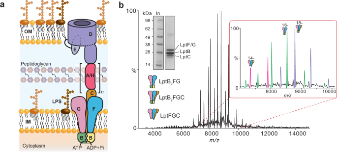 Fig. 1: Purification of LPS-free LptB2FG/LptB2FGC.