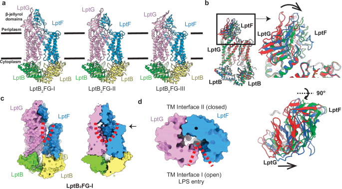 Fig. 2: Substrate-free structures of LptB2FG.