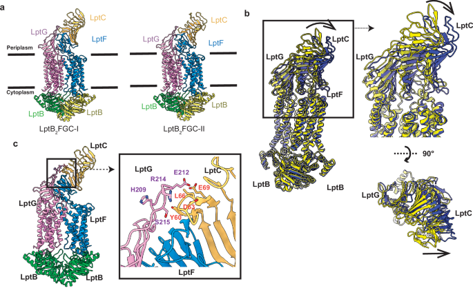 Fig. 3: Substrate-free state structures of LptB2FGC.