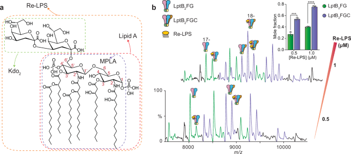 Fig. 4: Re-LPS binding to LptB2FG/LptB2FGC.