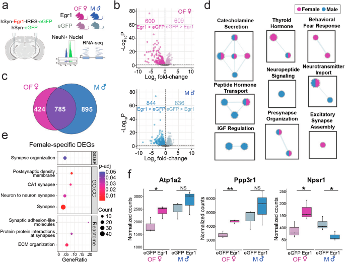 Fig. 2: Egr1 overexpression induces sex-dependent gene expression changes in vHIP neurons.