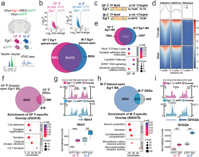 Fig. 3: Egr1 overexpression induces sex-dependent chromatin changes in vHIP neurons.
