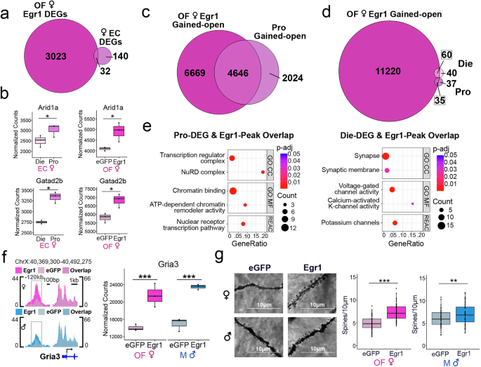 Fig. 4: Egr1 overexpression partially recapitulates proestrus-associated changes in gene expression, chromatin, and synaptic plasticity.