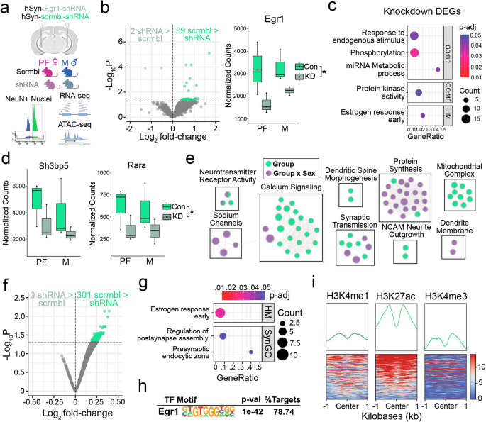Fig. 5: Egr1 knockdown effects on transcription and chromatin are enriched for oestrogen response genes.