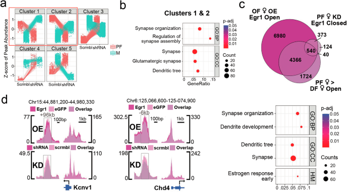 Fig. 6: Egr1 knockdown produces a dioestrus-like chromatin state in proestrus females.
