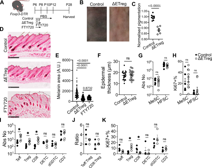 Fig. 2: Early neonatal Tregs are required for skin pigmentation.