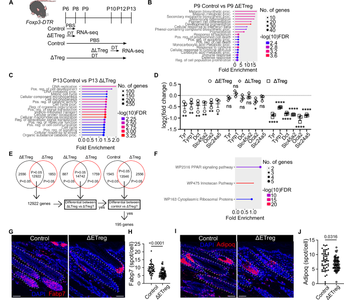Fig. 3: Melanocyte identity and PPARγ activity depend on the presence of early neonatal Tregs.