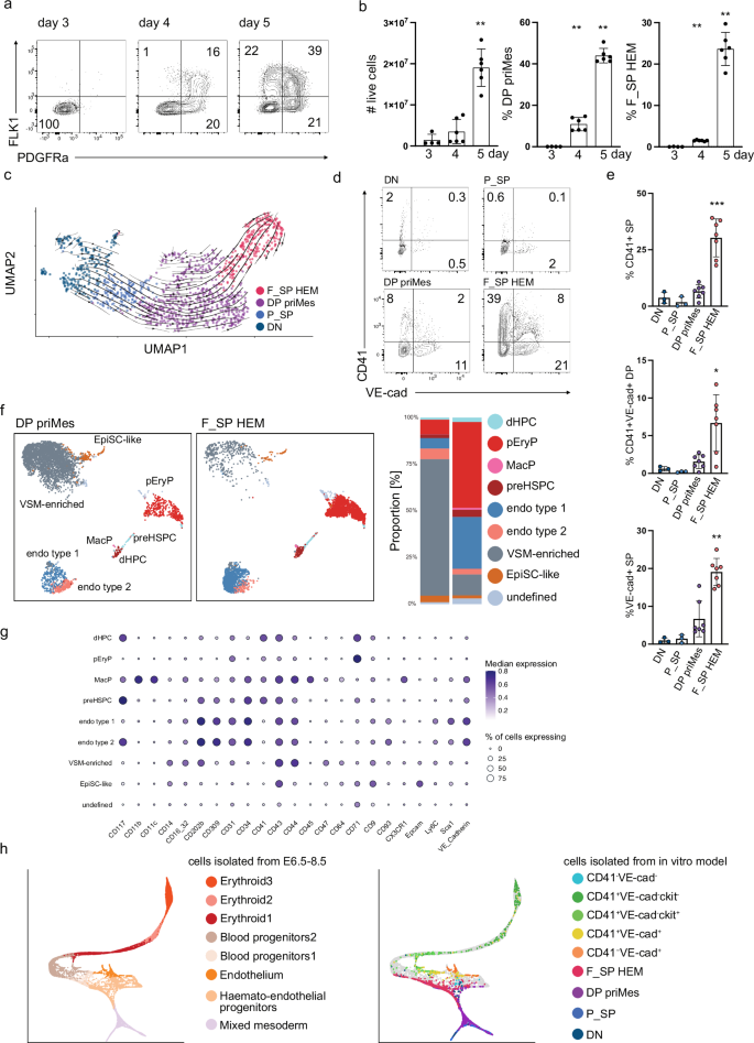 Fig. 1: Characterisation of murine ESC-derived differentiation model towards the haemato-endothelial cell fate.