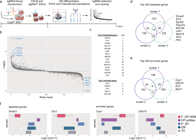 Fig. 2: Pooled targeted CRISPR-Cas9 screens identify drivers and repressors of HEM differentiation.