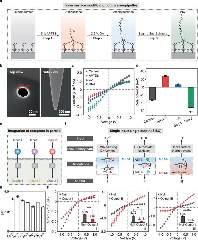 Fig. 2: Characterization and rectification behavior of the chemically gated artificial nanochannels.