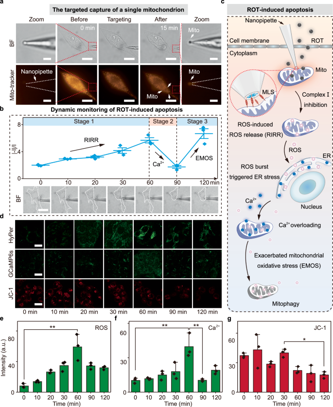Fig. 4: In situ response of multiple mitochondrial signals (Ca2+/ROS/H+) during ROT-induced apoptosis.