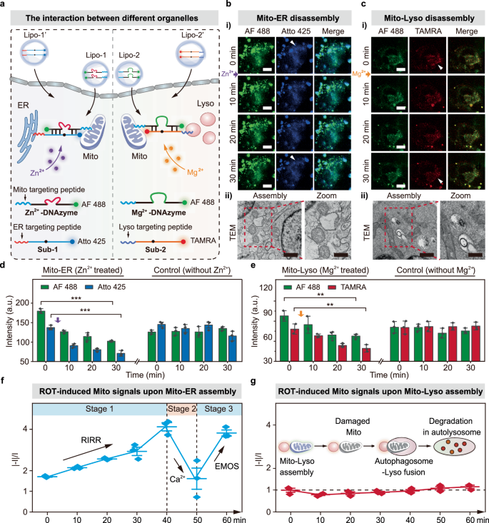 Fig. 5: In situ response of ROT-induced mitochondrial signals upon the interaction between mitochondria and other organelles.