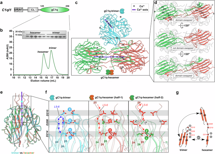Fig. 1: C1ql1_gC1q undergoes the hexamer formation via domain swapping.