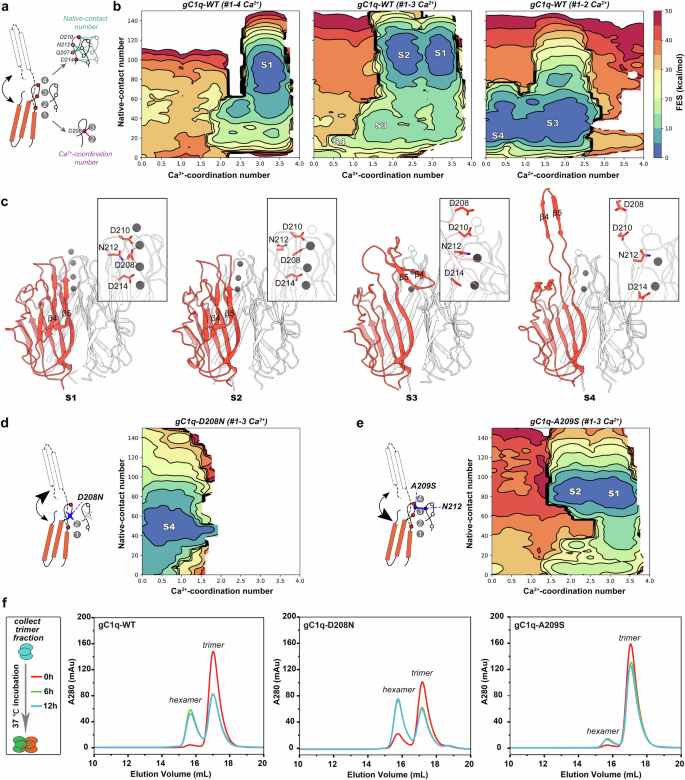 Fig. 2: MD simulations reveal the dependence of Ca2+ coordination on partial unfolding of the β4-β5 hairpin in the gC1q domain.