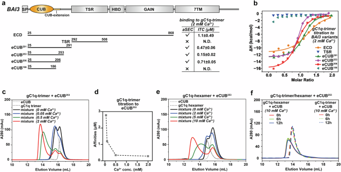 Fig. 3: C1ql1_gC1q interacts with BAI3_eCUB in a Ca2+-dependent manner.