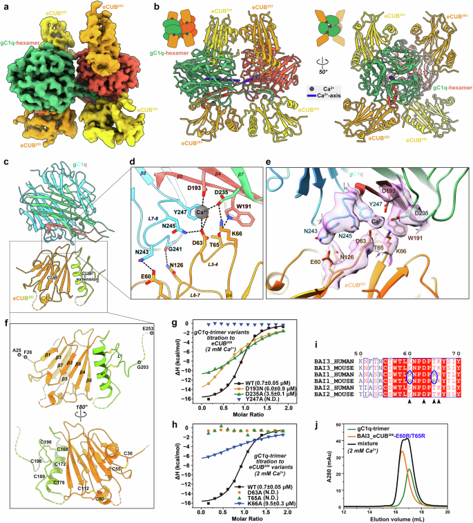 Fig. 4: Structural and biochemical analyses of the gC1q/eCUB interaction.