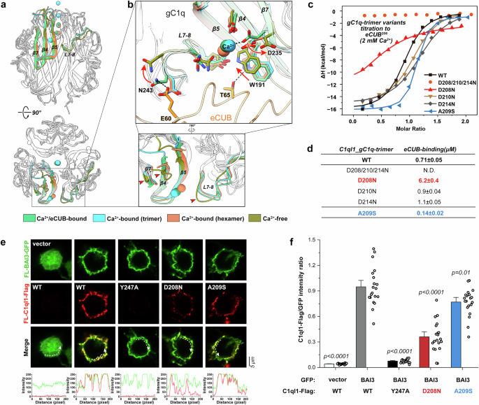 Fig. 5: The gC1q trimer/hexamer transition contributes to the binding of C1ql1 to BAI3.