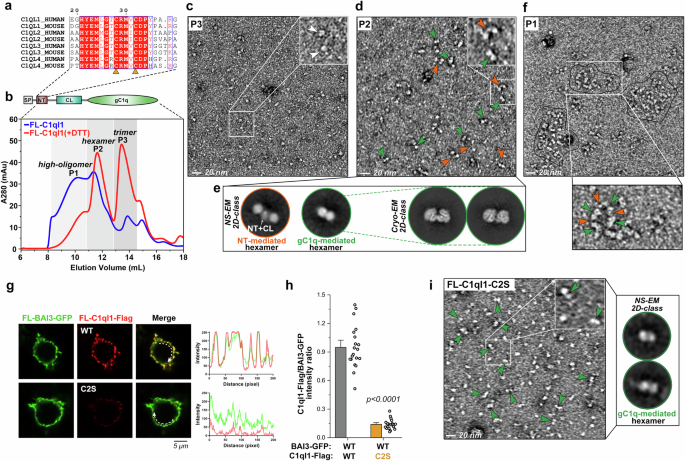 Fig. 6: Full-length C1ql1 assembles into higher-order oligomers for cluster formation and recruitment with BAI3.