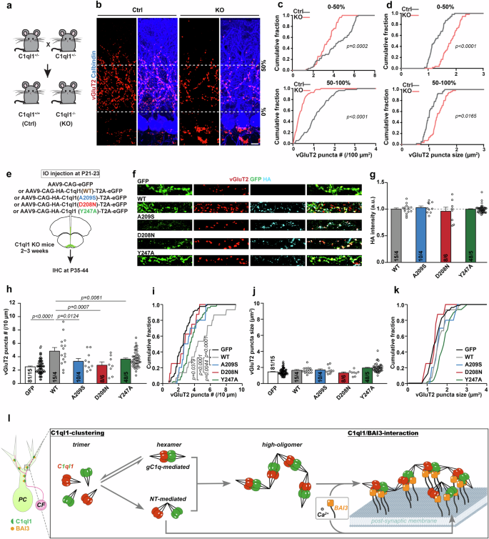 Fig. 7: The gC1q hexamer of C1ql1 is required to maintain the number of CF-PC synapses.