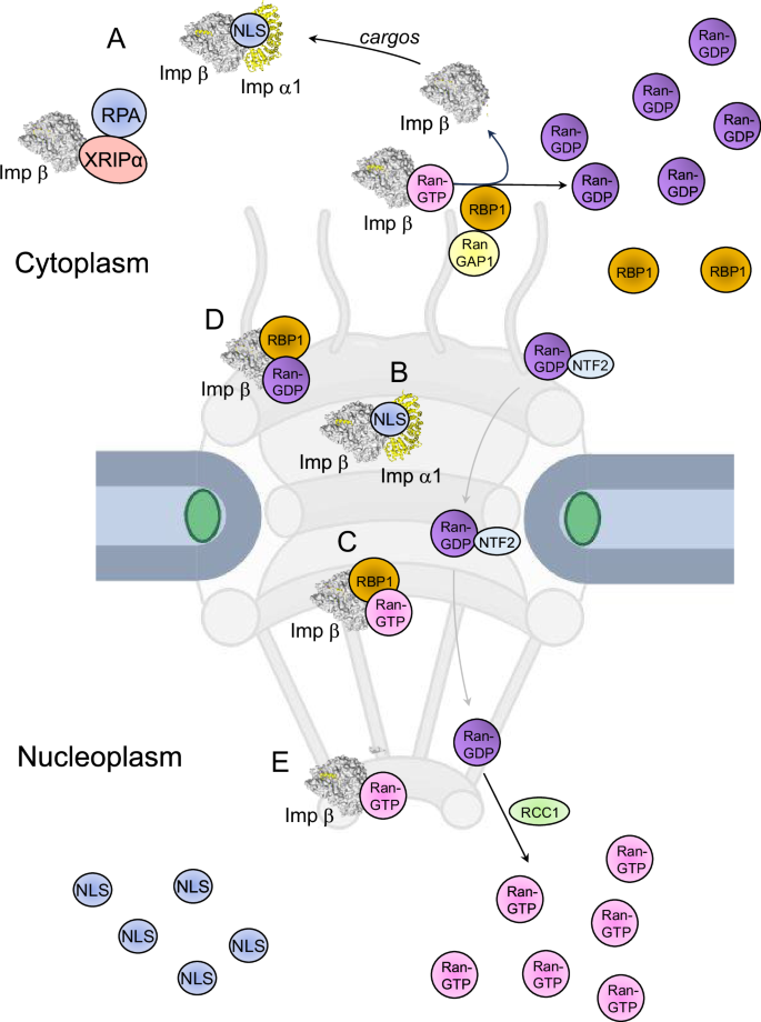 Fig. 1: Cartoon representation of importin β complexes involved in nuclear import.