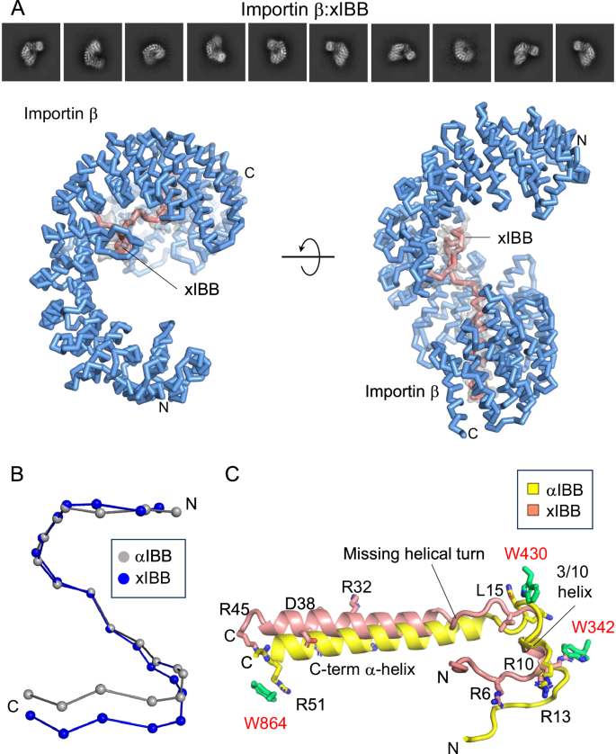 Fig. 2: Cryo-EM structure of the importin β:xIBB complex.