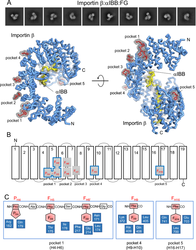 Fig. 3: Cryo-EM structure of importin β:αIBB bound to FG-repeats.