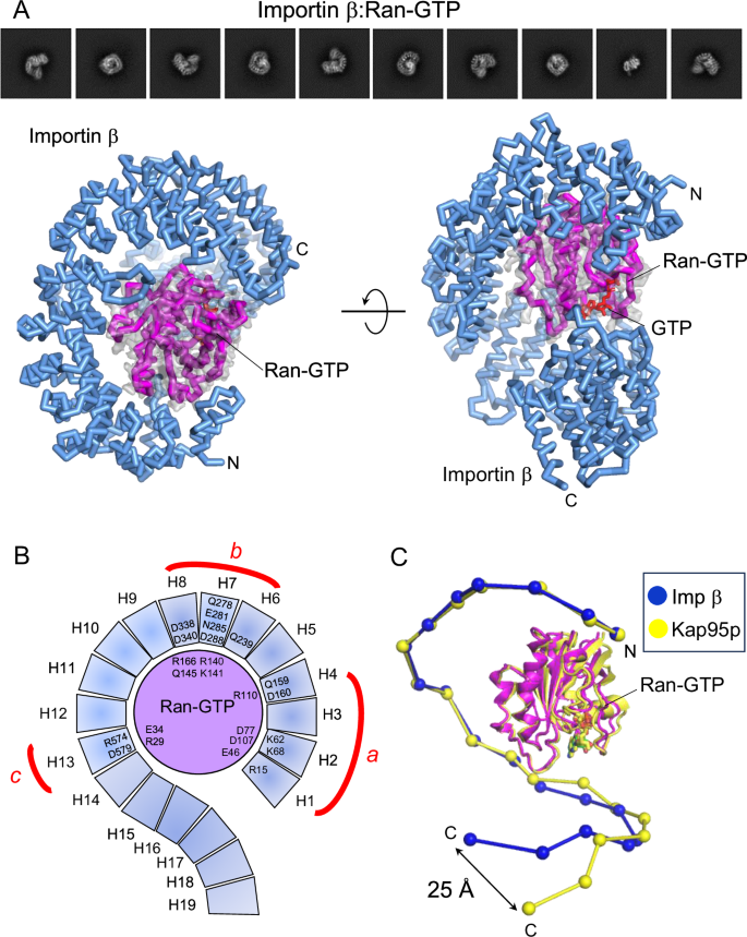 Fig. 4: Cryo-EM structure of the importin β:Ran-GTP complex.