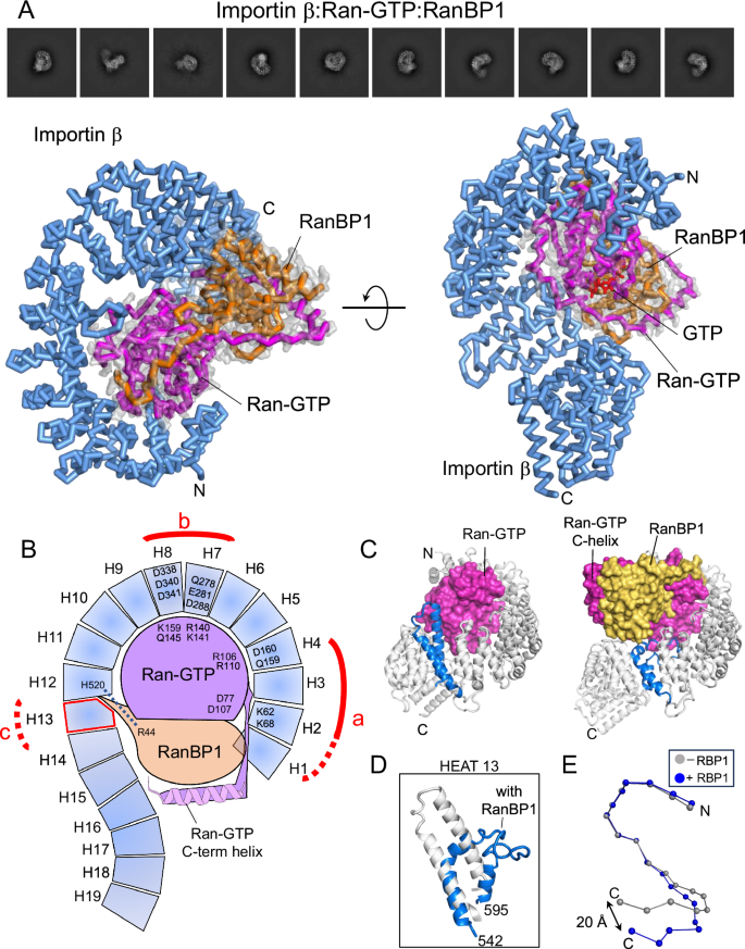 Fig. 5: Cryo-EM structure of the importin β:Ran-GTP:RanBP1 complex.