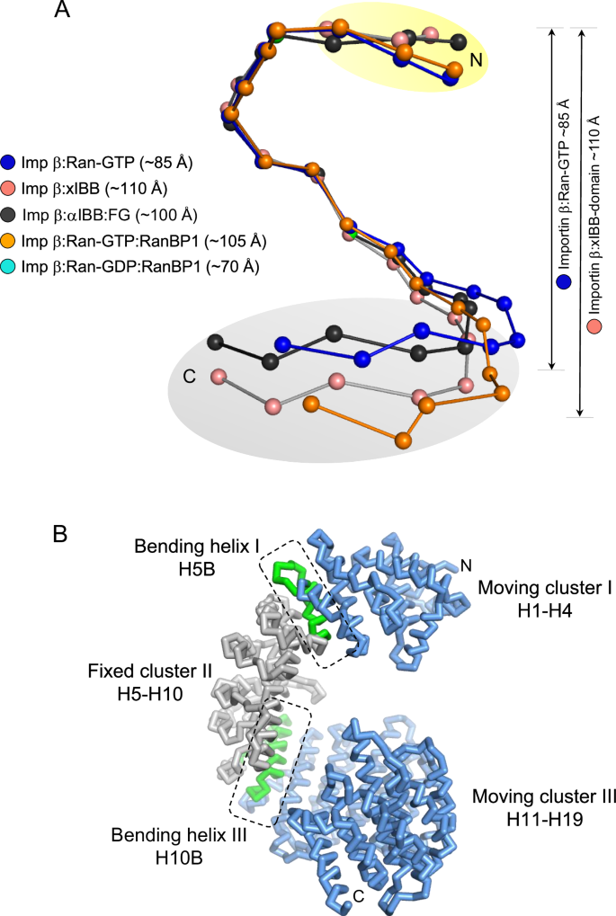 Fig. 7: The curvature of importin β is influenced by its binding partners.