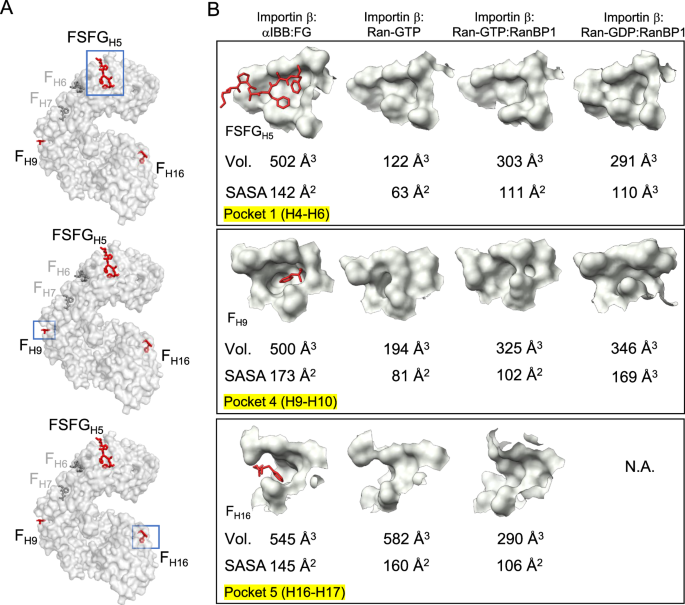 Fig. 8: Ran-GTP allosterically closes FG-binding pockets.