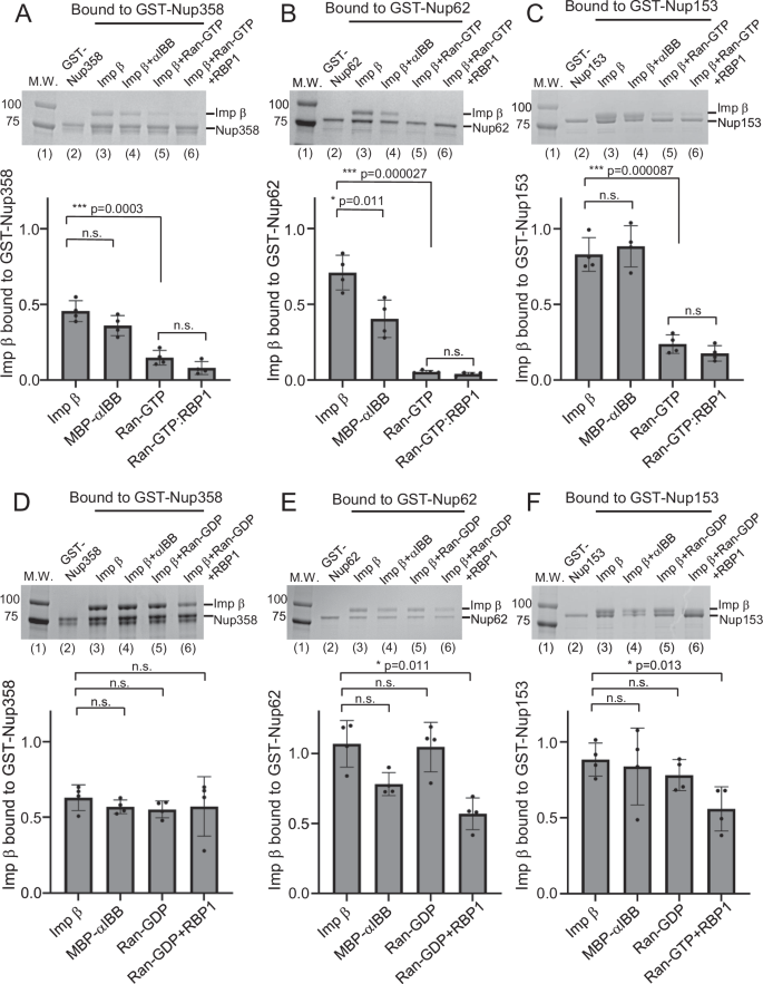 Fig. 9: Pull-down assay of importin β and FG-nups.