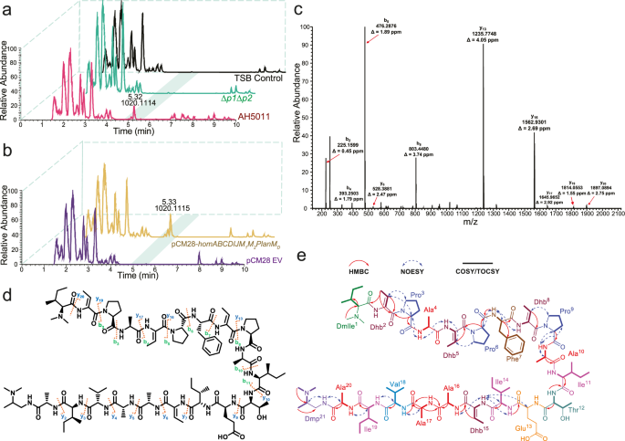 Fig. 3: Detection and structural characterization of the AH5011 daptide hominicin.